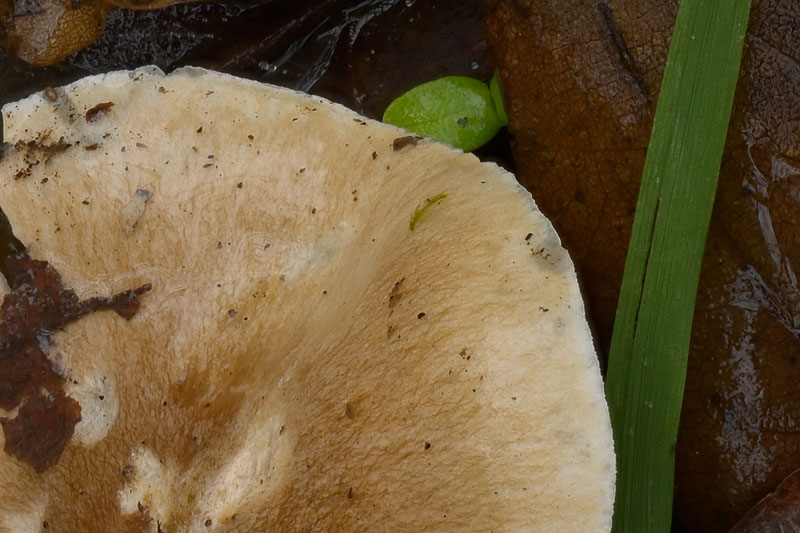 Hygrophorus arbustivus